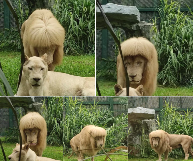 Crazy_Curt's tweet photo. Hot boy with blunt bangs and a blank face once made waves at the Guangzhou Zoo, China 🤣 https://t.co/lb3Lkfz1ET