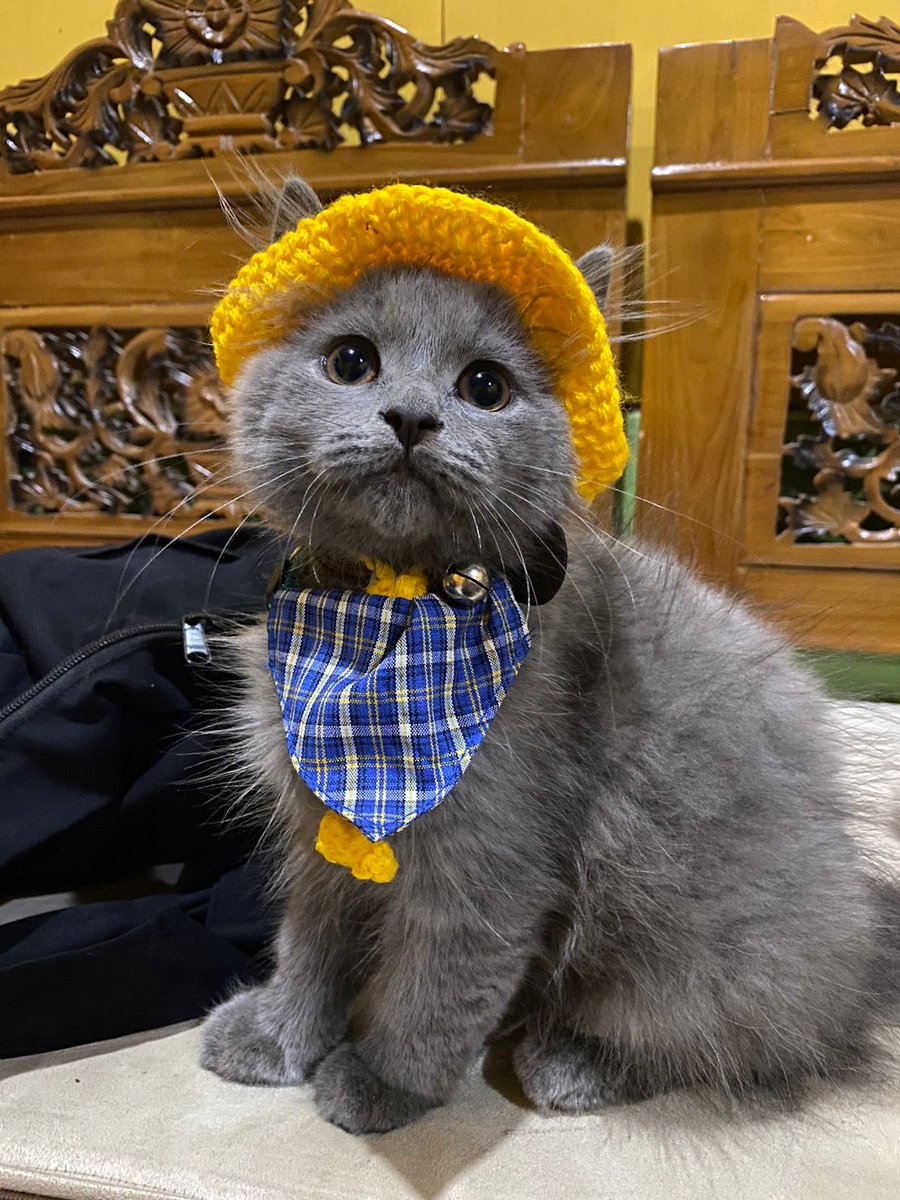 Sibisibb's tweet photo. Hi, nama aku Cumulonimbus Osmaro Orleaan.
Panggilannya Sibi (CB - Cumulonimbus)
Aku anak lakiknya meowmy @G_Orleana https://t.co/1F0qXsIoMl