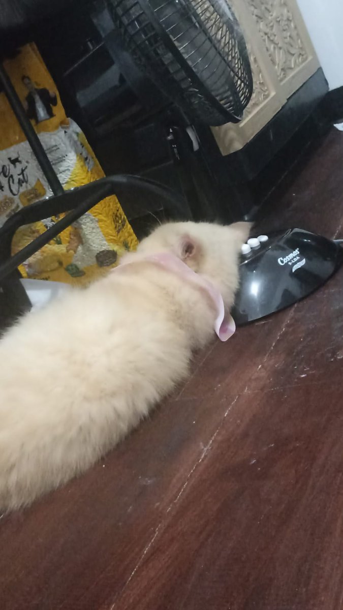De e lucu kalo cape suka nyender di kipas
