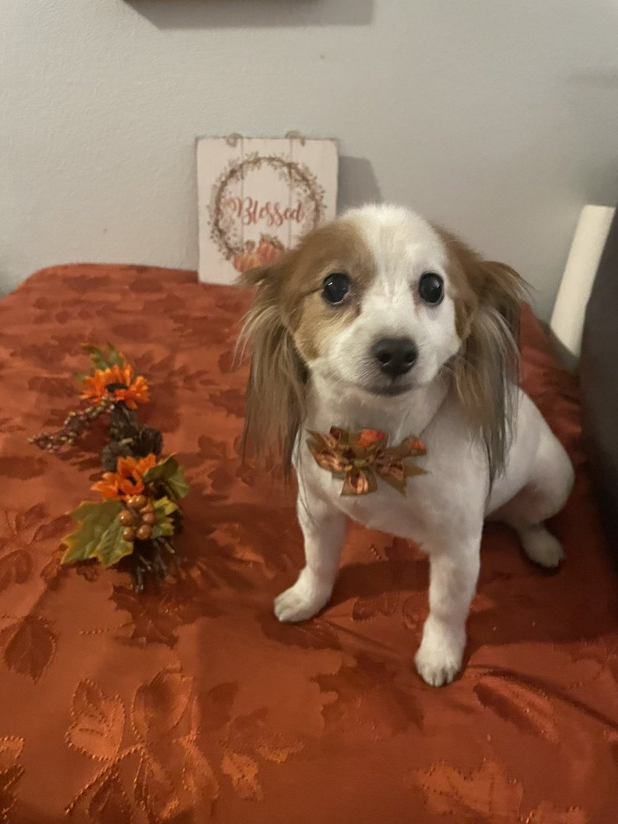 My Thanksgiving doggy! Too cute 🐶#TurkeyDay #TurkeyDayDog 🐶🧡🦃