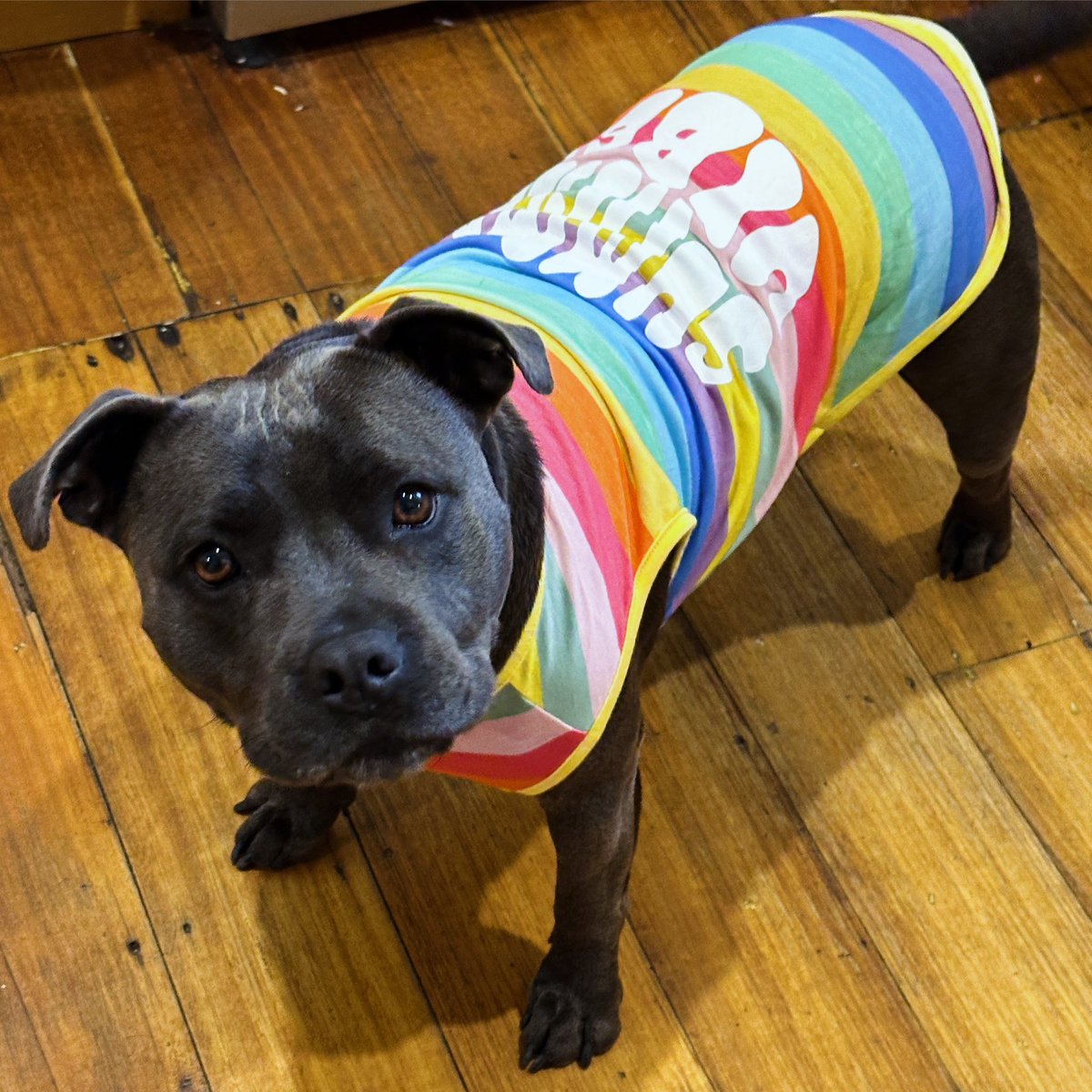 #summer vibes ☀️

#DogsofTwittter #dogsoftwitter #CuteAnimals #animals #baby #cutedogs #dog #doggy #dogs #dogsofaustralia #doglove #doglife #puppies #puppy #puppylove #puppyspam #staffy #staffypuppy #staffylove #bluestaffy #love #furbaby #izzy #wolfpig #wolfpiggy