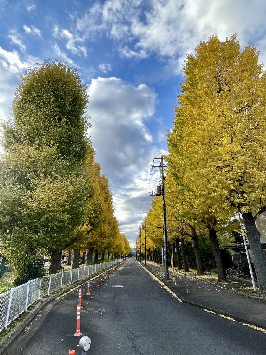 hiranny's tweet image. いちょう並木。だいぶ色づいてきた。
#setagaya #世田谷区 
市#北烏山 
#いちょう #銀杏 
#並木