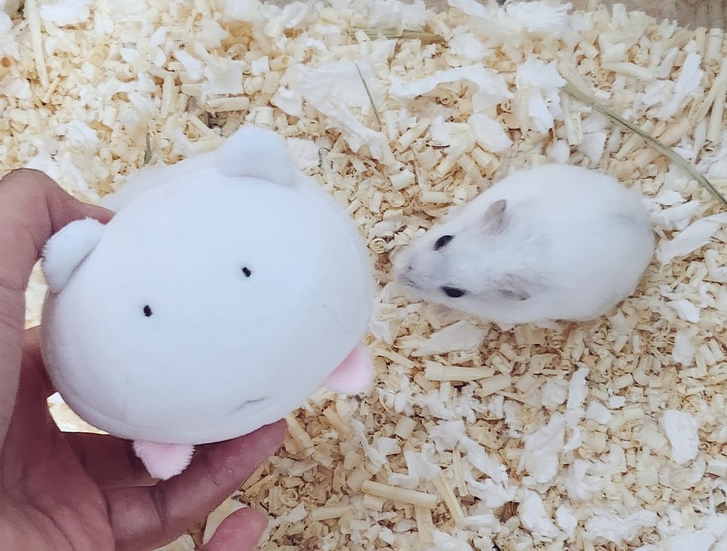 @ham_jwiki 
이벤트로받은 쌀밥이!!!!!!!!!!

너무 저히집 햄과 똑닮아서 귀여워요...눈물을 흘리다
햄쥐를쓰다듬고싶을때 대신 쭈물러야겟습니다..💞💞