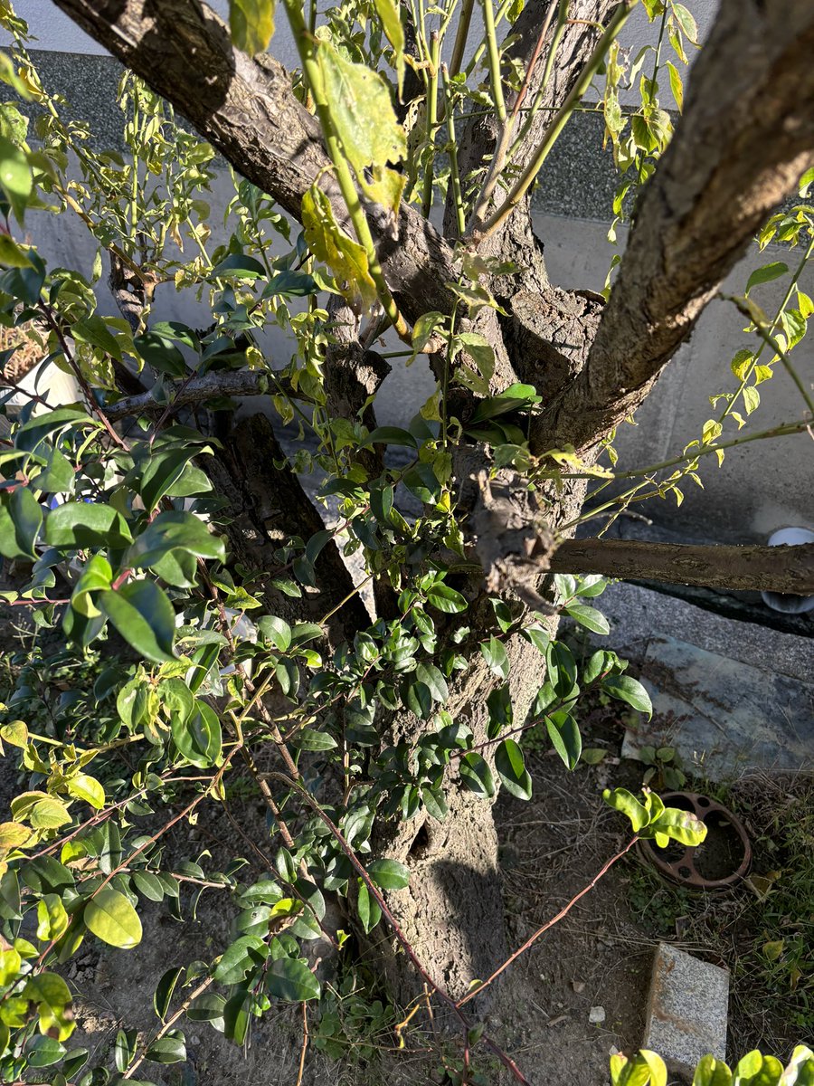 moss_obs's tweet photo. 朝から梅の木剪定。
長年適当に切られてたおかげで変な方向に生える枝と徒長枝だらけ。
とりあえず教科書通りの不要枝の除去と切り詰めしたけどヒョロ長く伸びてるなー。
枝切り落として芽吹かせた方がいいかもしれん https://t.co/JQrjSiLGf5