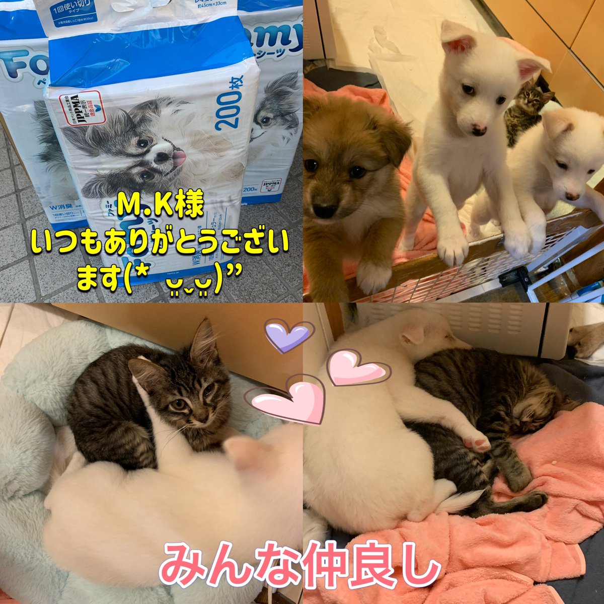 wannyanpeasmail's tweet image. bit.ly/3DteuSi

香川の保健所預かり、保護っ子に物資が届きました🙏

M.K様いつもありがとうございます😭

感謝致します。

引き続き応援よろしくお願いしますm(_ _)m

保健所ミルクボランティアも不足してます、お手伝い出来る方は登録お願いします🙏

#香川県
#保健所
#御支援助かります