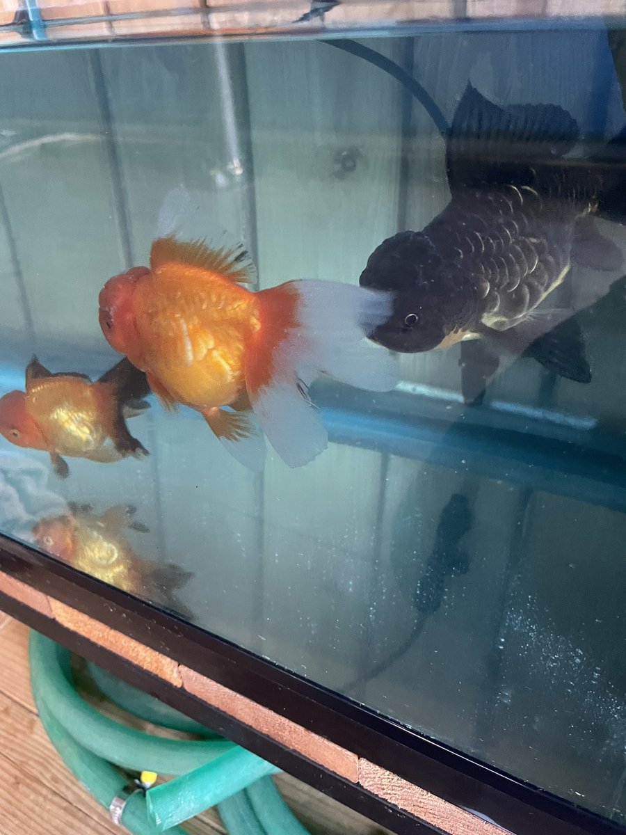 da_yamach's tweet photo. 昨日、ブログにてドラゴンスケールオランダが入荷との事で朝から弥富の丸照養魚場まで遠征！

3匹購入しました。

#金魚
#ドラゴンスケールオランダ https://t.co/58wUlgjDFO