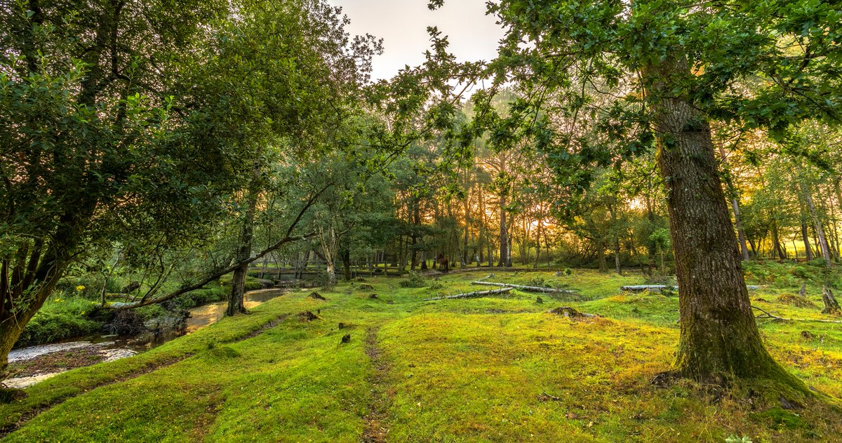 💓 It's #NationalTreeWeek 2023. Let's celebrate our fabulous trees! 🌳 
Over the years, #trees have been used for many things in the #NewForest. They provide shelter, food and fuel for humans, livestock and wildlife. 
#NationalParks #TreeParty 

<a href="/TheTreeCouncil/">The Tree Council</a> 

📷 Nick Lucas