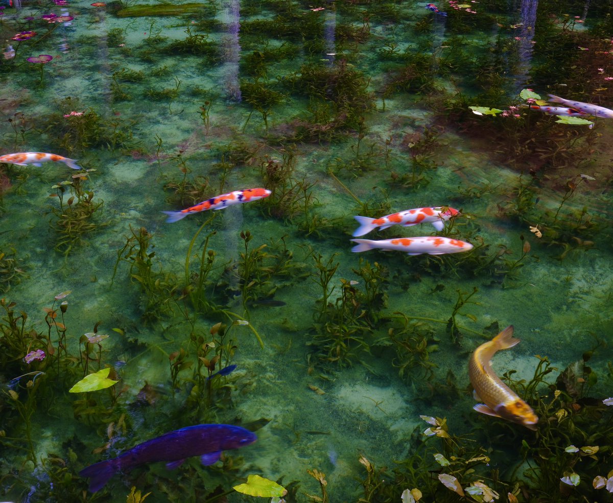 catbinet_'s tweet photo. Monet s Paintings IRL 
#photograghy #Japan #MonetsPond
#モネの池 #autumncolors https://t.co/BSIpmX4MsX