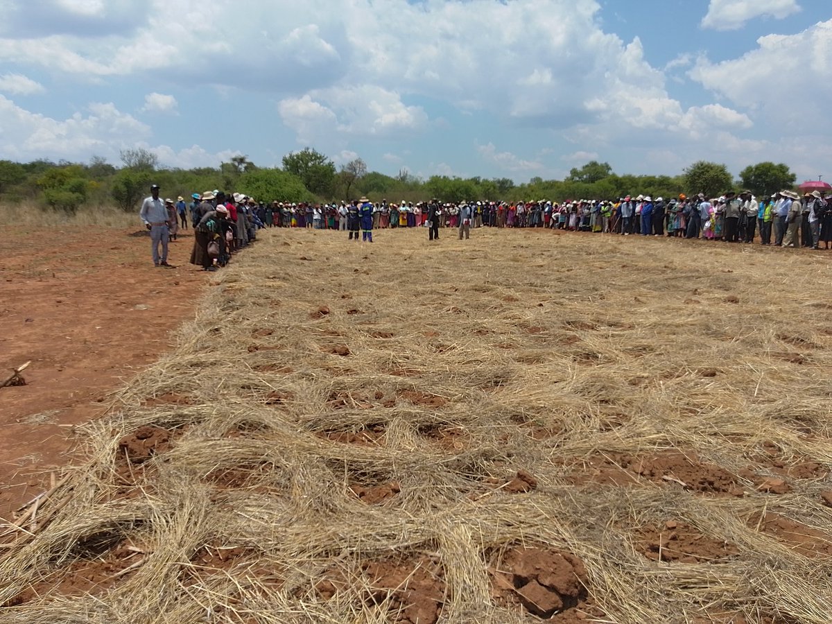 jephiasDera's tweet photo. #Intwasa launch in #Matobo district by Chief Masuku. Got an opportunity to stress the need to ensure #mulching in all #CA plots, bearing in mind normal to below normal rainfall season #forecast
#climateproofing https://t.co/3677T7i2iq