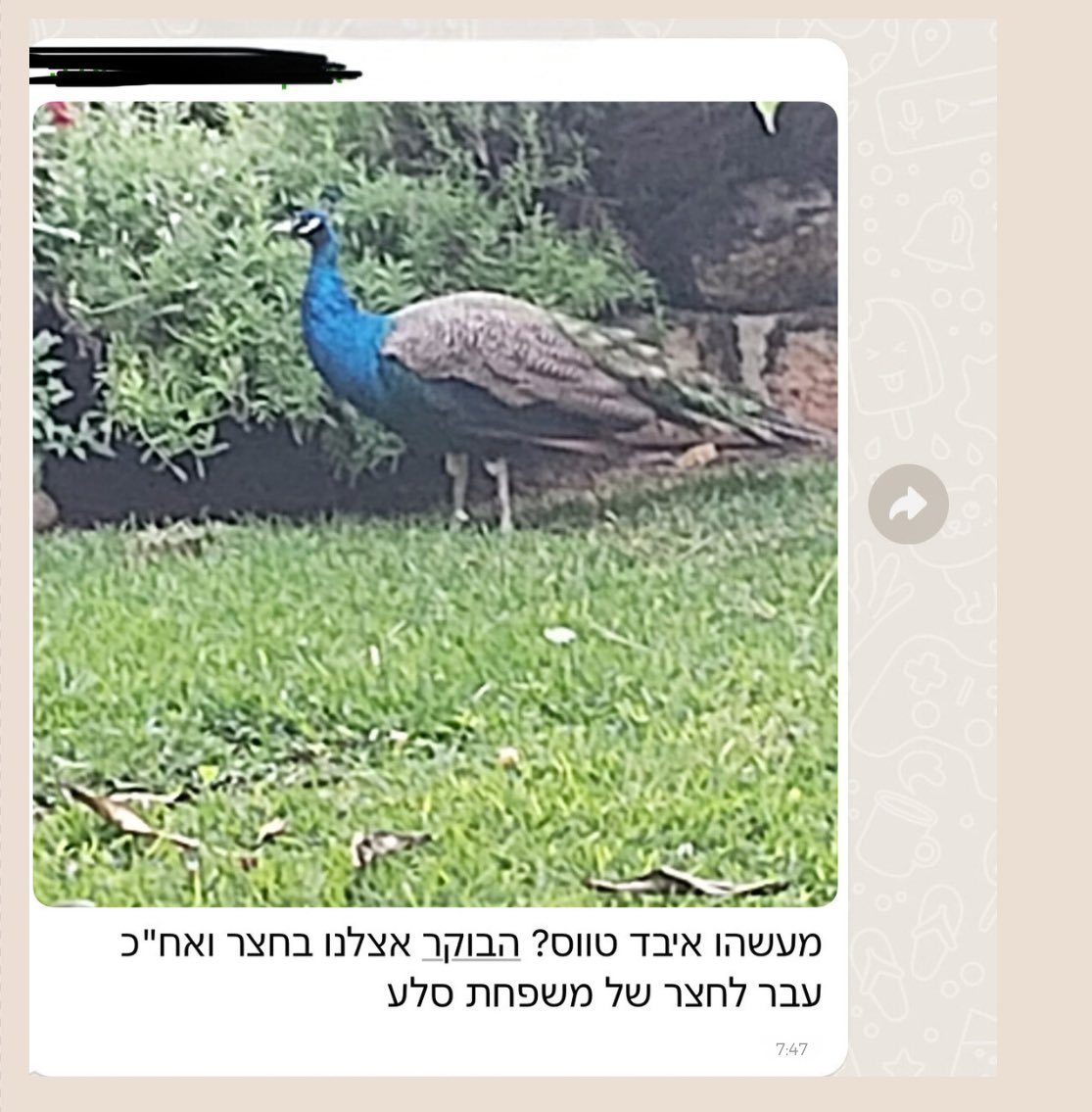 Tubulit's tweet photo. איך זה לגור ביישוב קהילתי ב 3 מילים

משהו איבד טווס? https://t.co/P6xURmge4N