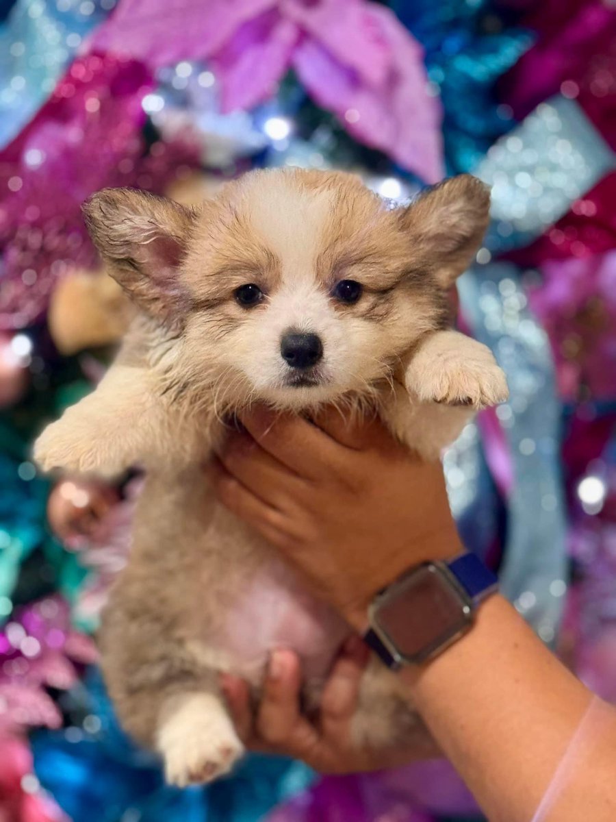 empi_ramos's tweet photo. Corgi Puppies at 7 Weeks (4 female)
DOB October 4, 2023

DAM - Penny of SunBro (Nova of Celestial Paws) Taiwan Import x Korean Line
SIRE - Prince Sab PH (Champ Line / PH Hall of Famer Line)

PCCI and microchip on process

Send me a message! 😘
#CorgiPuppies #Corgi #CorgiPH https://t.co/o46cwFD1jB