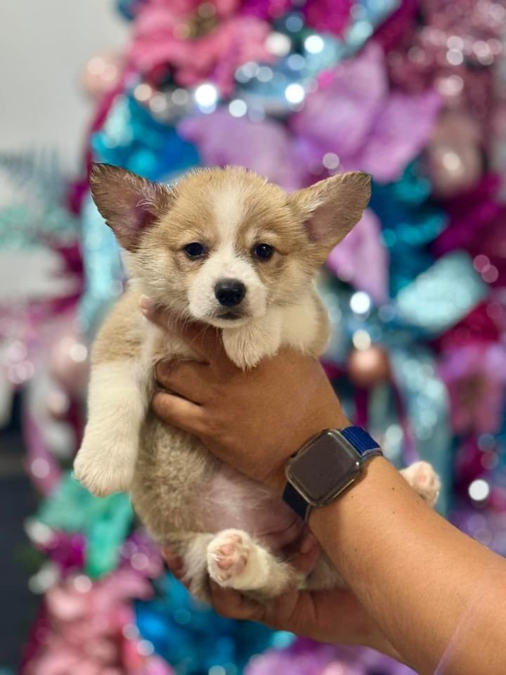 empi_ramos's tweet photo. Corgi Puppies at 7 Weeks (4 female)
DOB October 4, 2023

DAM - Penny of SunBro (Nova of Celestial Paws) Taiwan Import x Korean Line
SIRE - Prince Sab PH (Champ Line / PH Hall of Famer Line)

PCCI and microchip on process

Send me a message! 😘
#CorgiPuppies #Corgi #CorgiPH https://t.co/o46cwFD1jB
