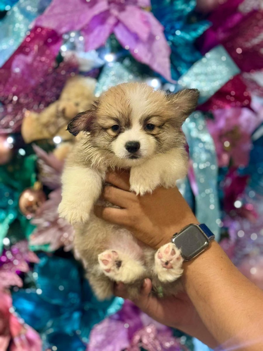 Corgi Puppies at 7 Weeks (4 female)
DOB October 4, 2023

DAM - Penny of SunBro (Nova of Celestial Paws) Taiwan Import x Korean Line
SIRE - Prince Sab PH (Champ Line / PH Hall of Famer Line)

PCCI and microchip on process

Send me a message! 😘
#CorgiPuppies #Corgi #CorgiPH