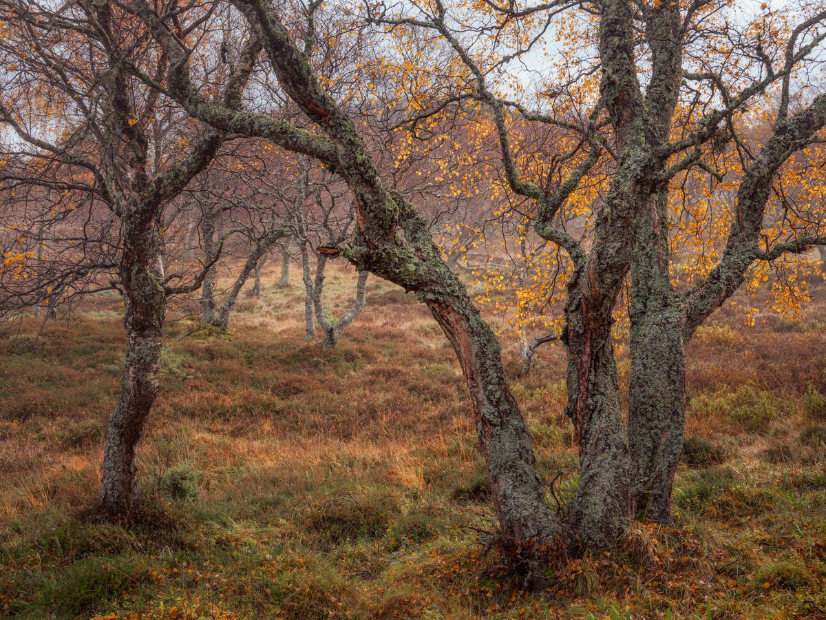 Some ancient birch from a recent trip to the Cairngorms. 

@OPOTY @UKNikon 
#scotland #autumn #picoftheweek