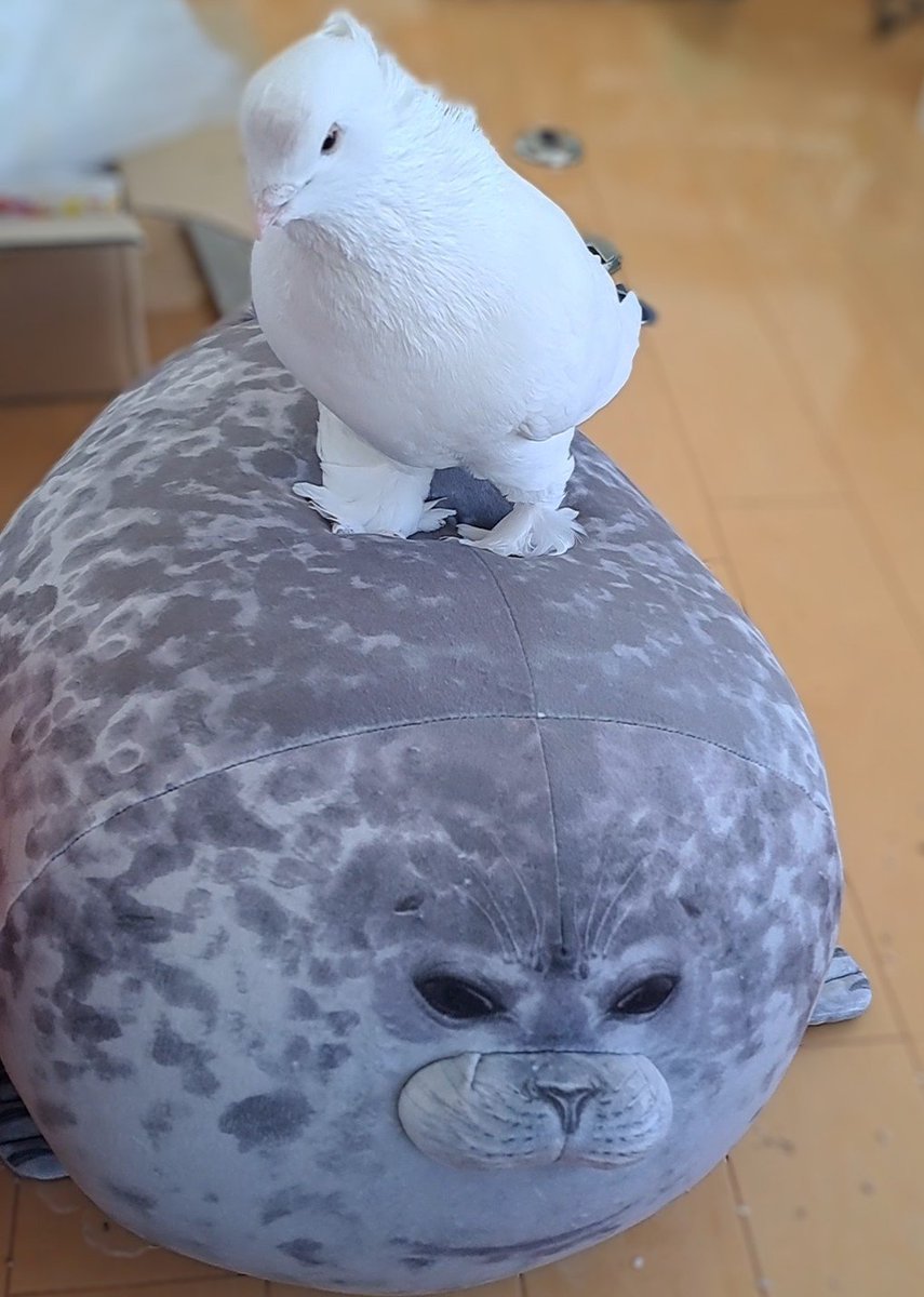 hatobo810's tweet photo. 踏み締められてる https://t.co/wMsQM8vWla