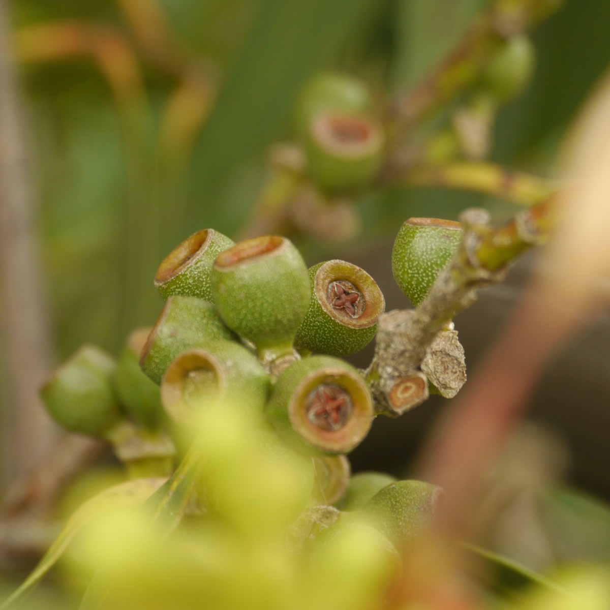 Did you know that there are over 850 species of eucalypt, nearly all of which are native to Australia?

Discover the diversity of Australia's most iconic trees on the Eucalypt Discovery Walk. 

📸 Green Mallee Ash, 𝘌𝘶𝘤𝘢𝘭𝘺𝘱𝘵𝘶𝘴 𝘭𝘢𝘯𝘨𝘭𝘦𝘺𝘪, by Lillith H.