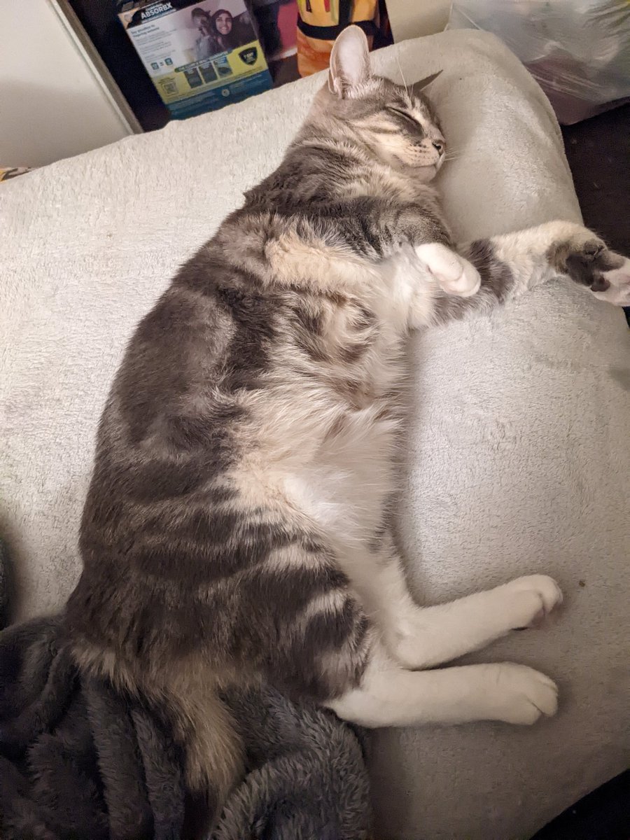 Cloaca_Man's tweet photo. @SophistEevee BEHOLD a lazy specimen https://t.co/C3z6BeU7m1