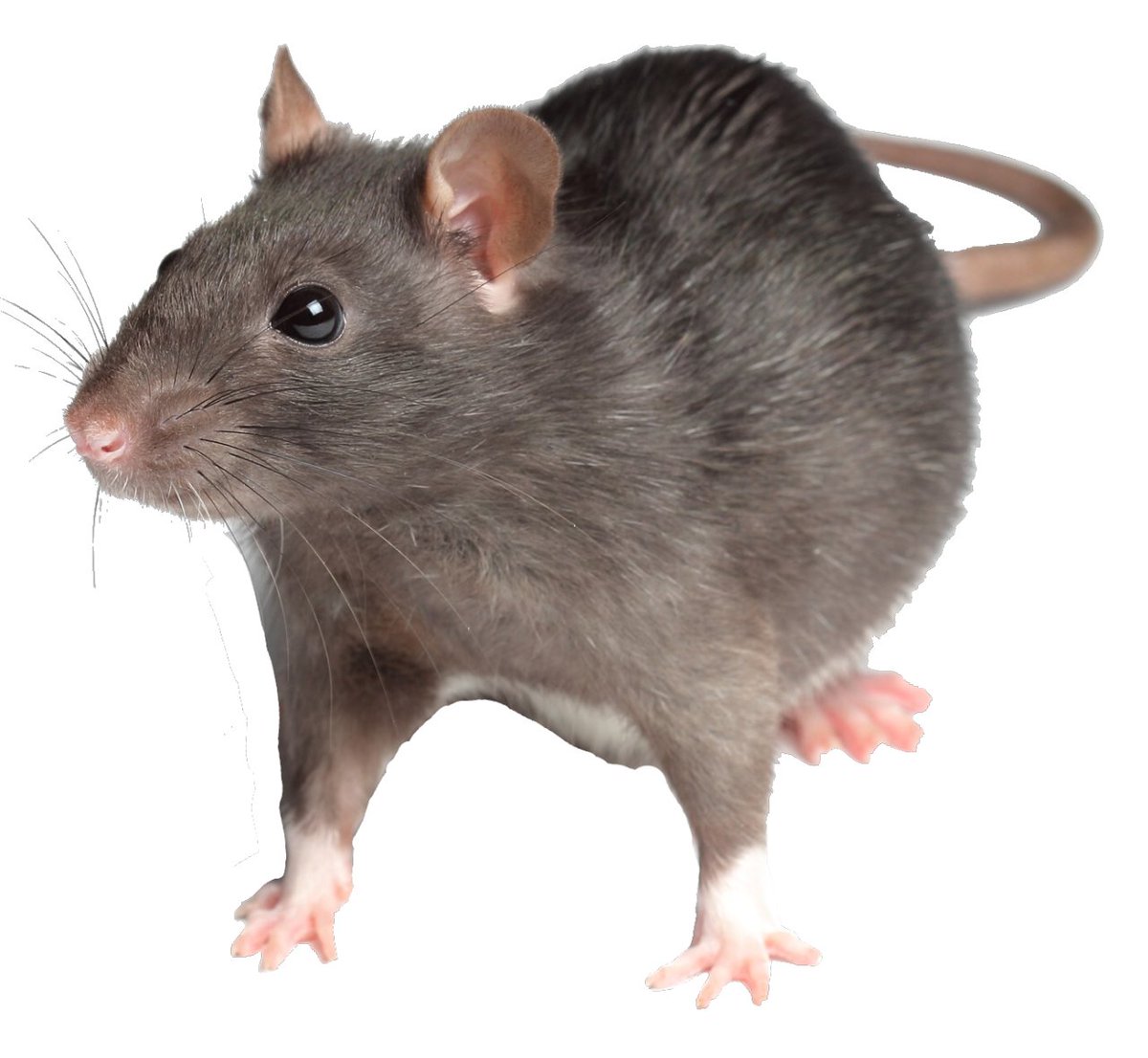 RAT