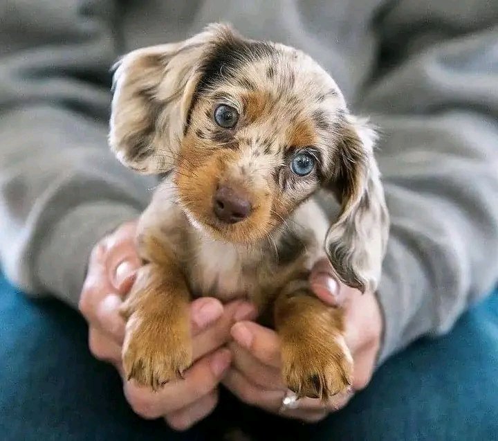 Dachshund tweet media