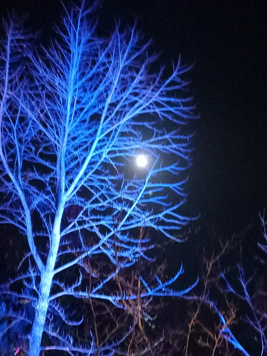 queenofgrimdark's tweet photo. #wimpolehall #wimpolehallchristmas The moon seen through a ghost tree. #amwriting #amliving #fantasy https://t.co/xcMKrhVeRe