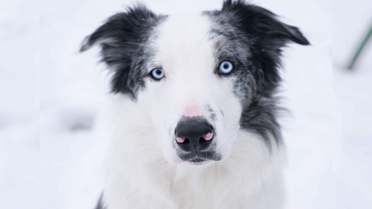 Damien Leblanc tweet media