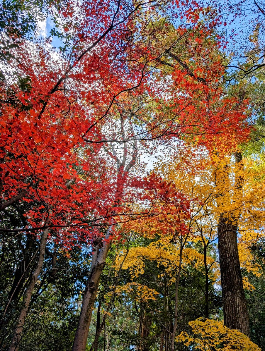 rpec09's tweet photo. perfect day  of #hiking for #leafpeeping #FallLeaves #autumnleaves #TeamPixel #Pixel8Pro #minoo #箕面 https://t.co/ATb19KMmJU