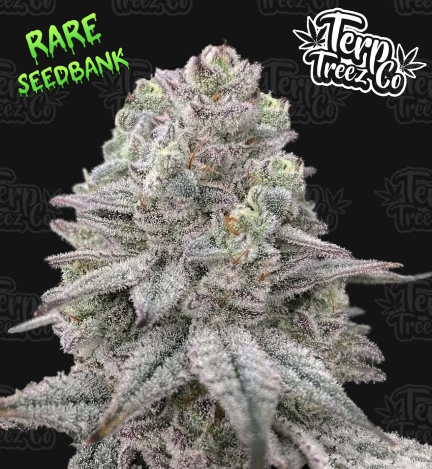 CannabisSeed_Co's tweet photo. 🍏🔥 Dive into the fusion of flavors with Znapple Fritter Cannabis Seeds by Terp Treez! 🌿 Now at the Rare SeedBank.

🧬 Developed from (Apple Fritter x Jealousy) and OZ Kush BX1 lineage, this hybrid boasts medium to tall, dense structure, and a potent mix of indica and sativa traits. Fast resin production, scents of Sour Apple, Z terps, and hints of OG pine and gas.

🌱 Breeder: Terp Treez Co
🔄 Seed Type: Feminised
🧬 Genetics: (Apple Fritter x Jealousy), x OZ Kush BX1
🌸 Flowering: 63-70 Days
🌾 Yield: Medium – Large
👃 Smell: Sour apple, pine, gassy notes

Explore the selection at 🔗 https://t.co/pvGExnykyl. 

#ZnappleFritter #CannabisSeeds #RareSeedBank #TerpTreezCo🌱🔗