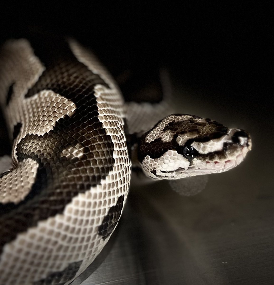 CMAIN_MORPHS's tweet photo. The charm of white &amp; black   🏳️🏴

#ballpython #ballpythons #ballpythonclown #ballpythonaxanthic
#axanclown #ballpythonbreeding #ballpythonmorph https://t.co/it73riXt3b