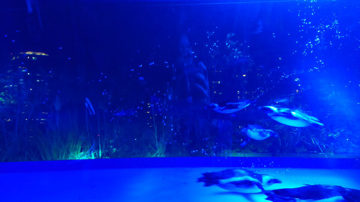 yoero3's tweet photo. しゅーさんと1日遊んできた！
久々のナンジャ🐱
推しがたくさん🤗💓
あと、水族館も行きたかったから、一緒に行ってもらった😃
しゅーさん、ありがとう(*´˘`*)♥ https://t.co/OZuRT4rRDs