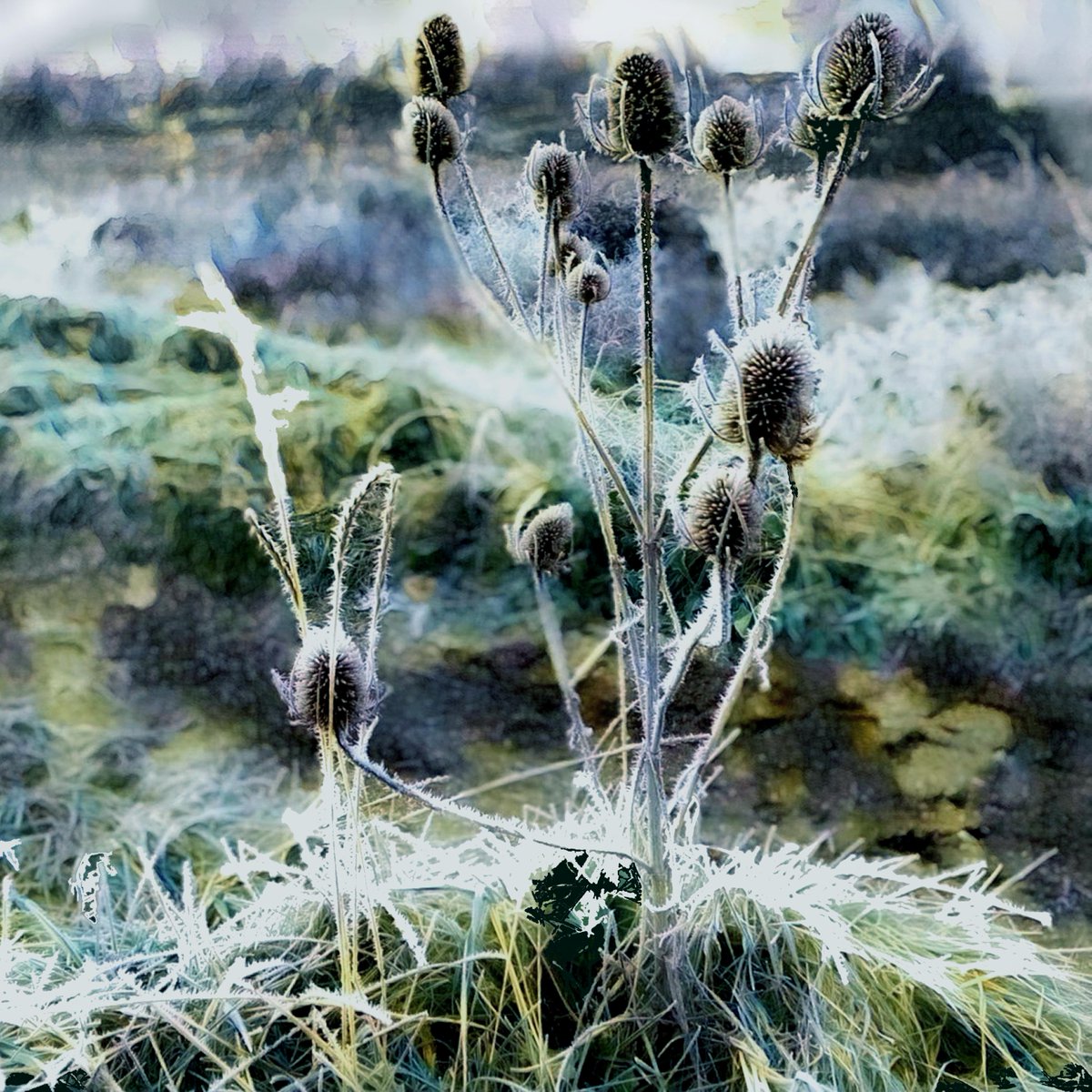 First  frost today - soon disappeared when the sun shone but cold is on the way- 
love the contrast found in frosty landscapes
Wrap up well 
#frost #landscape #october #cold #SaturdayMorning #sunshine #countryliving #countryside #Kent #walking #frostywalk
