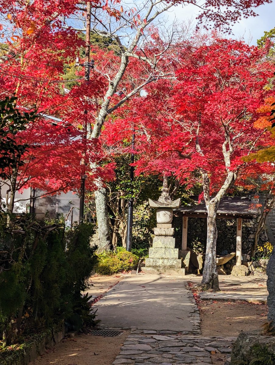 rpec09's tweet photo. #AutumnWeather came late to my city, #minoo in #osaka but #autumnleaves are really beautiful now. You can enjoy red, orange, and yellow leaves. #TeamPixel #Pixel8Pro #箕面 https://t.co/8Bbd4eyqFQ