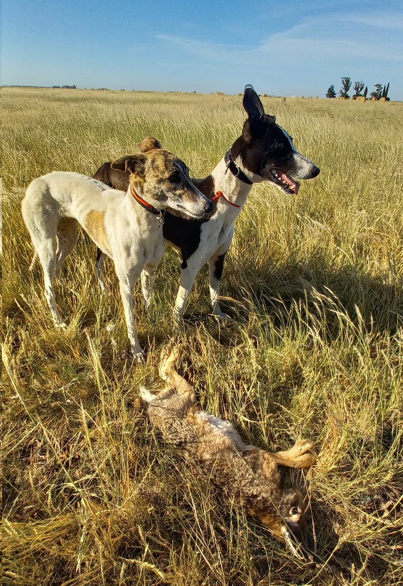 El campo y mis perros ❤️‍🩹