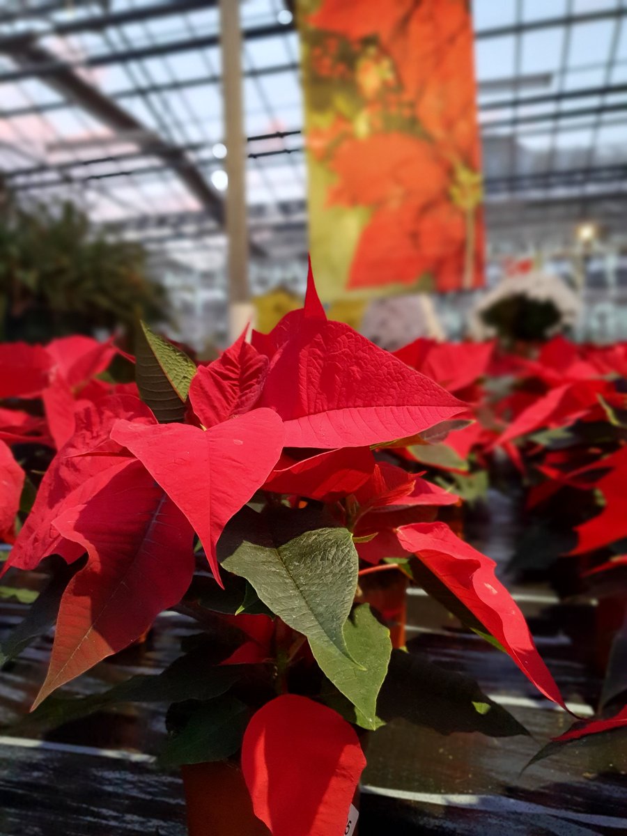 Si avvicina il #Natale e anche i nostri #vivaigaggero si riempiono di colore! #stelledinatale #poinsettia