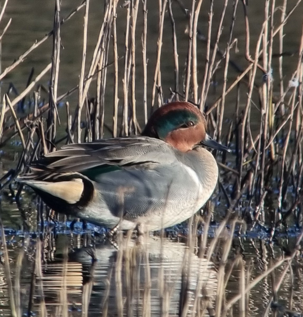 Nice early morning pre-match wander around Lunt, Green-winged Teal the highlight with an influx of ducks, 52 Black-wit flew SW, Golden Plover, 3 Ruff, 2 Marsh Harrier