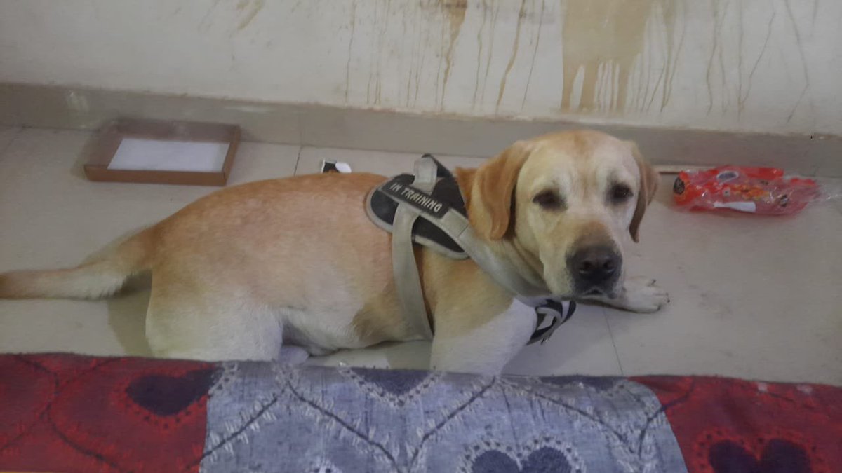 Two Labrador dogs have been abandoned near MG Road Metro Station Delhi/Gurgaon. Need help getting the adopted. Please RT for good karma  <a href="/TheViditsharma/">Vidit Sharma 🇮🇳</a> <a href="/schmmuck/">That Goan Guy</a> <a href="/muttofcourse/">Mutt of Course</a> <a href="/pfaindia/">People For Animals India</a> <a href="/Karanchandp/">Dogs of Delhi</a>