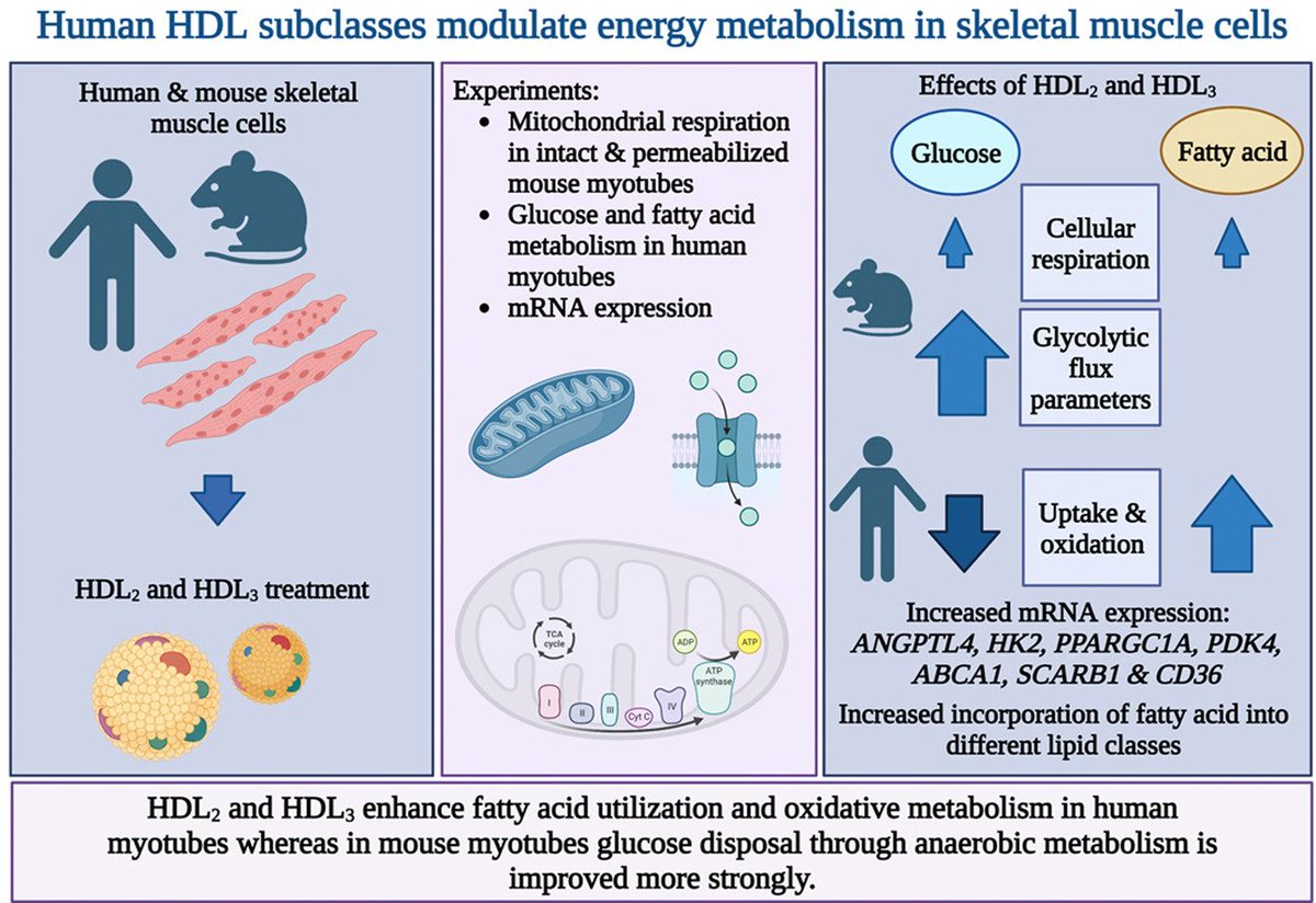 Results, demonstrating that #HDL subclasses enhance fatty acid oxidation in human myotubes but improve anaerobic metabolism in mouse myotubes, support the role of HDL as a circulating modulator of #energy #metabolism.
sciencedirect.com/science/articl…