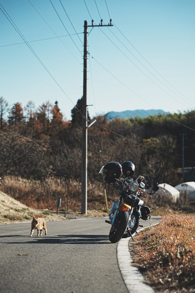 Kimito_Photo's tweet photo. 猫とバイク
#猫 
#バイク https://t.co/zbuT94adeU
