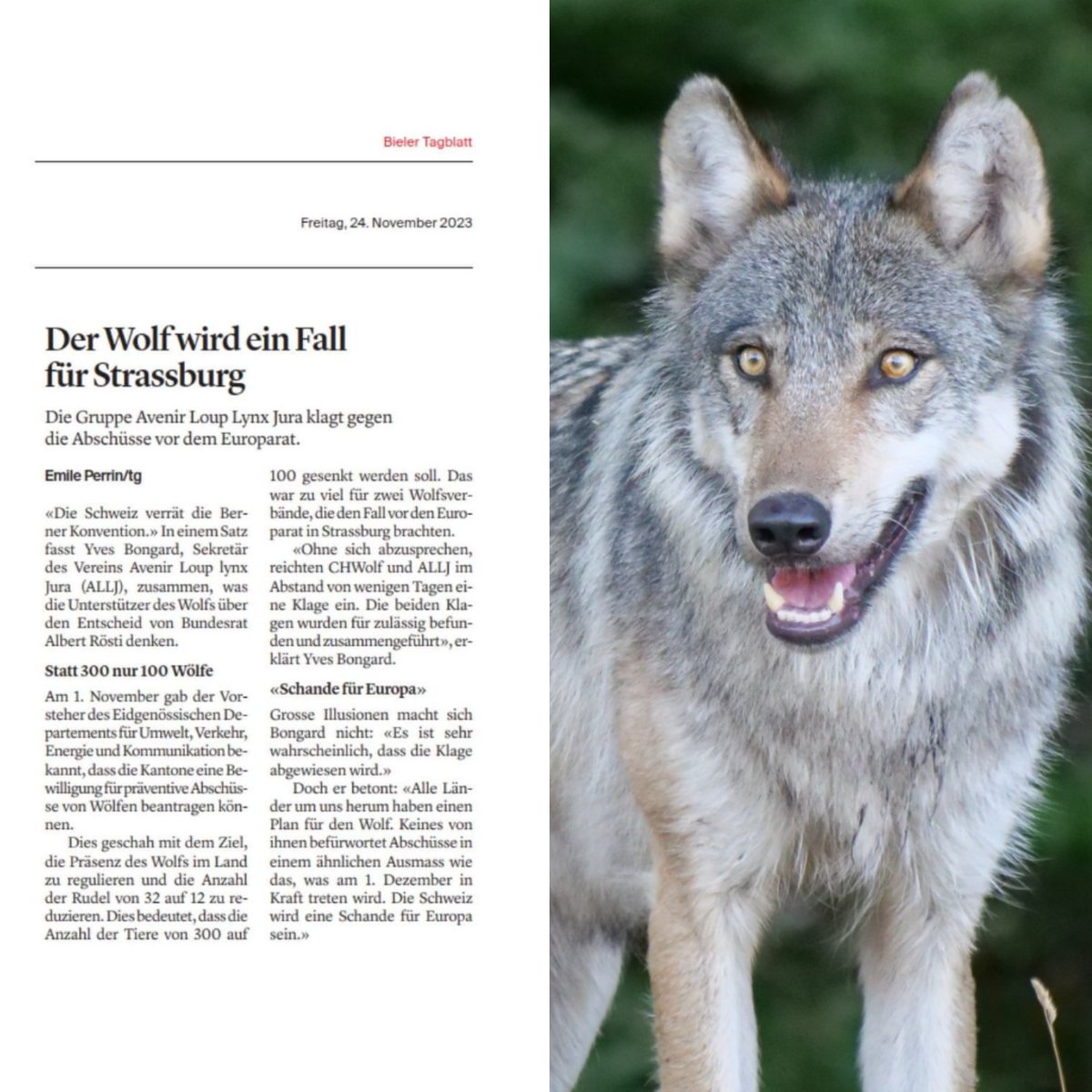 AAktivismus's tweet photo. KLAGE FÜR DEN WOLF 🐺

Avenier Loup Lynx Jura &amp; @CHWOLForg klagen vor dem #Europarat in #Strassburg, gegen die #Abschusspläne des 🇨🇭 @Bundesrat_CH 

Foto © Rolf Hösli 

#StopKillingWolves #wolf #wölfe #StopHunting https://t.co/x2qdsvzkfb