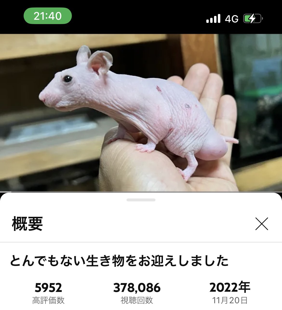 鰐◇WANI on X: 