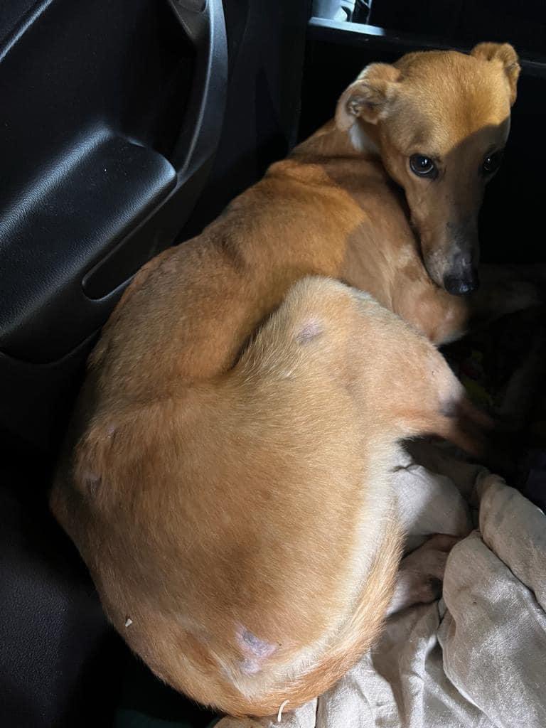 ANOTHER EMERGENCY 💔💔💔 We simply don’t have room but we couldn’t leave this poor emaciated young scared boy 💔💔 Everyone, we are asking for your support, we are overwhelmed and have huge outstanding bills 💔 Our €200,000 campaign has only reached 32,000 💔🥲 We have over…