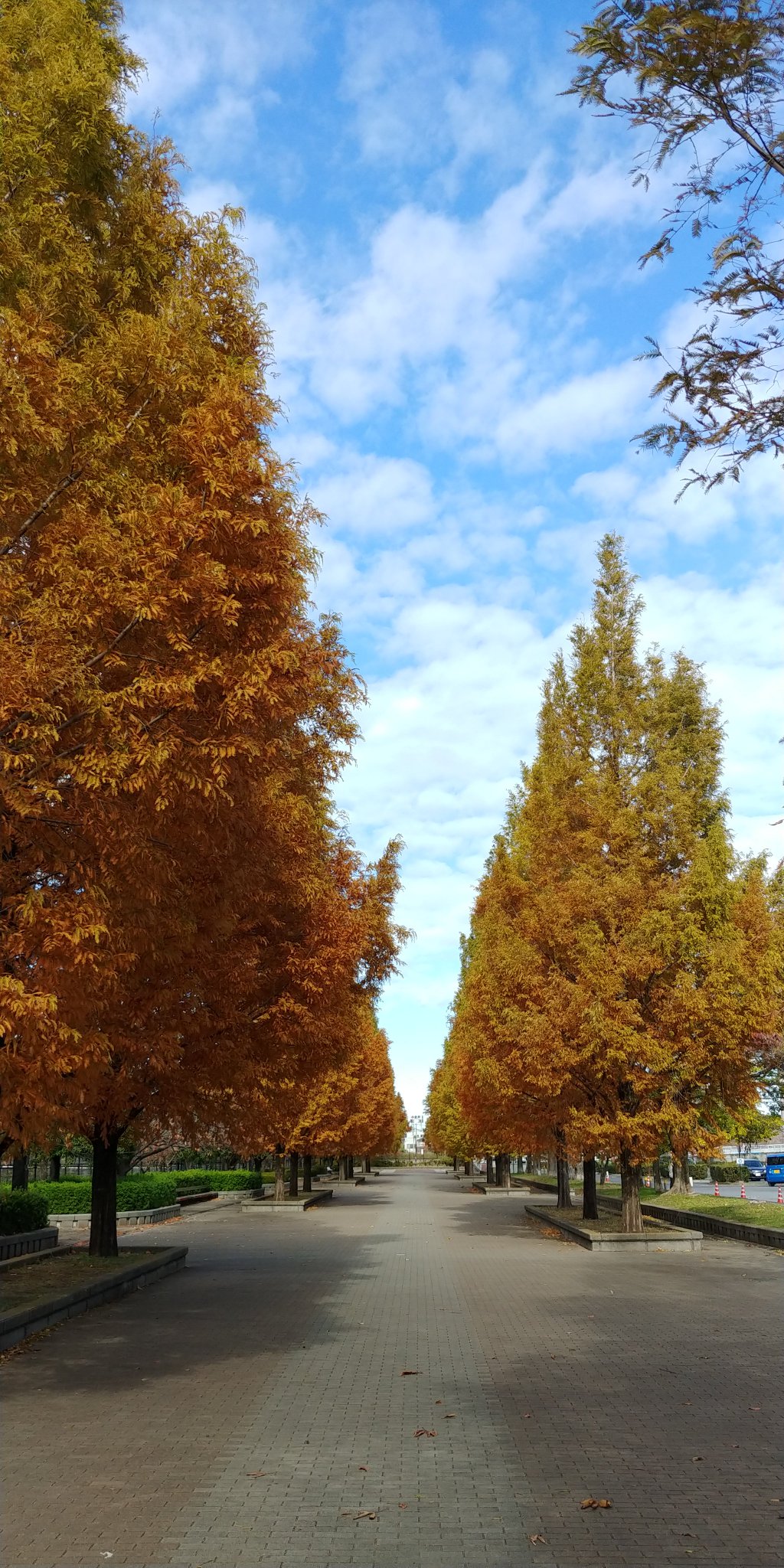 秋の公園 秋の公園の写真素材 [3435939] - PIXTA