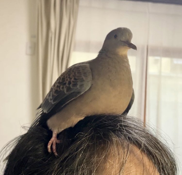 とこ tweet media