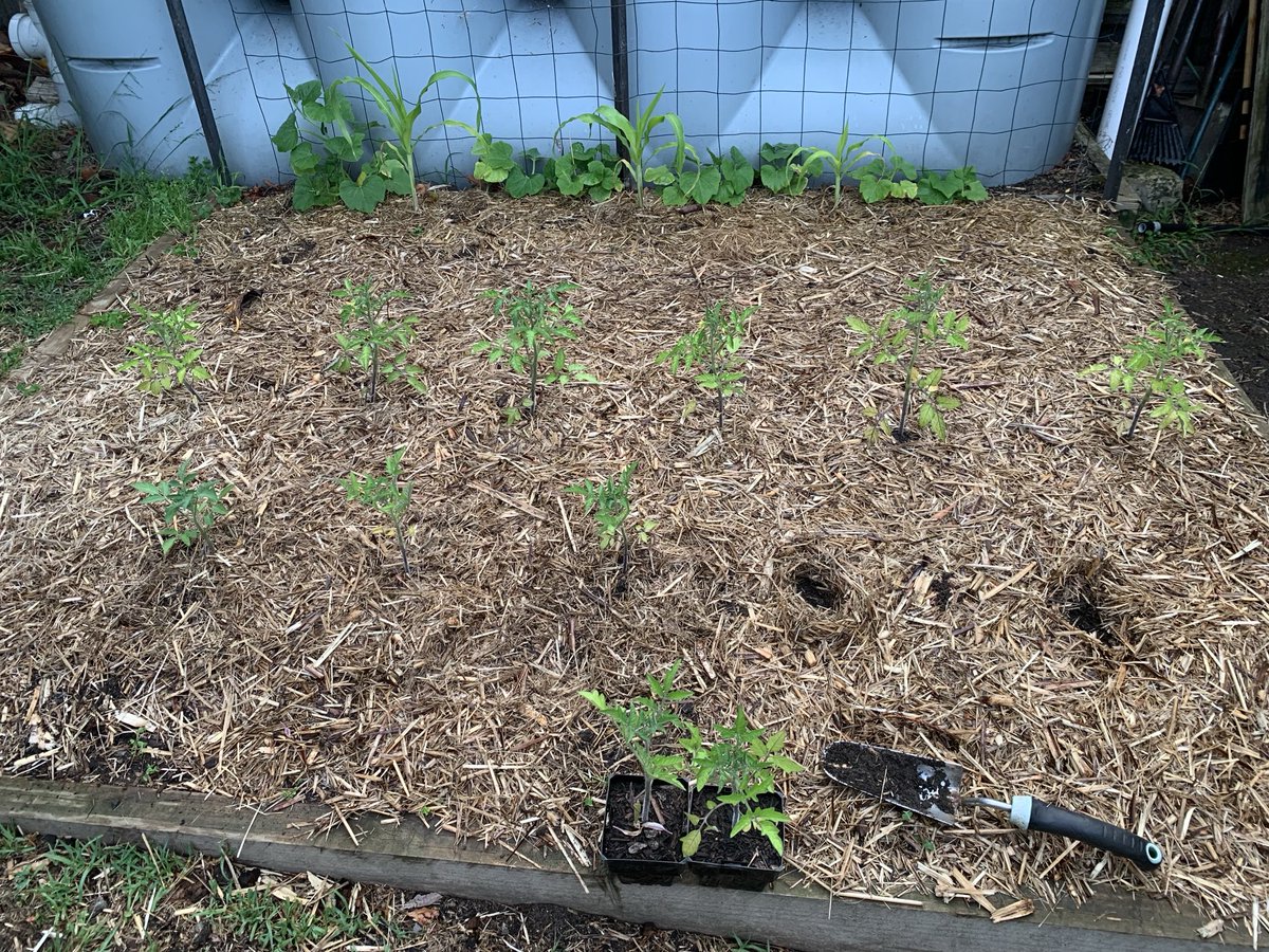 ScallywagRay's tweet photo. Two to go, and I’m done for today!
#Butternuts #Sweetcorn #BeefsteakTomato #VeggieGarden https://t.co/VRdnxIzquE