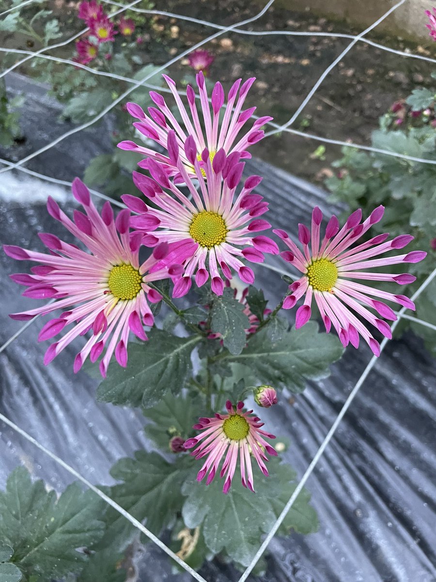 Late spray Chrysanth. 

These were planted as plugs mid August in an unheated glasshouse

#Chrysanthaday
#GardeningTwitter #flowerphotography
#Flowers 

Chrysanthemum ‘Salmon Dance’