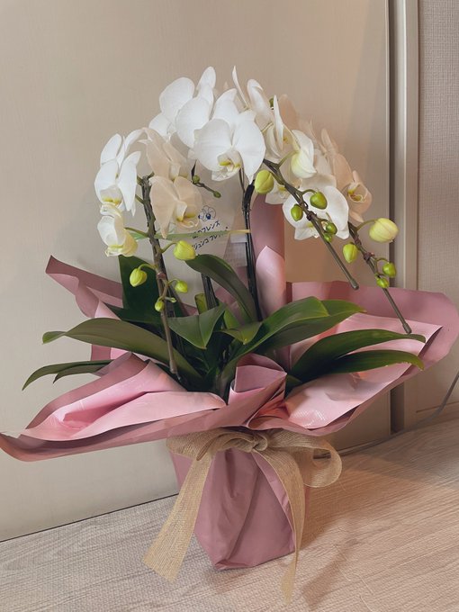 新居祝いに胡蝶蘭もらった!
枯らさないように育てなきゃ…! 