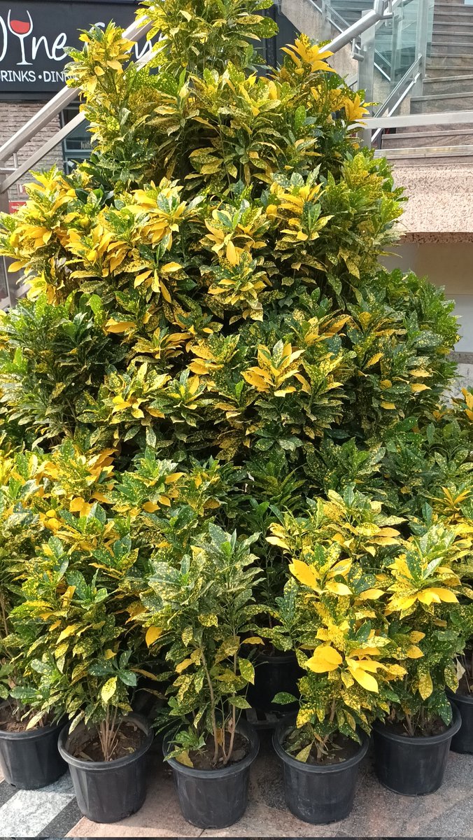 BrainnPower's tweet image. #CyberHub 🪴🪴🪴