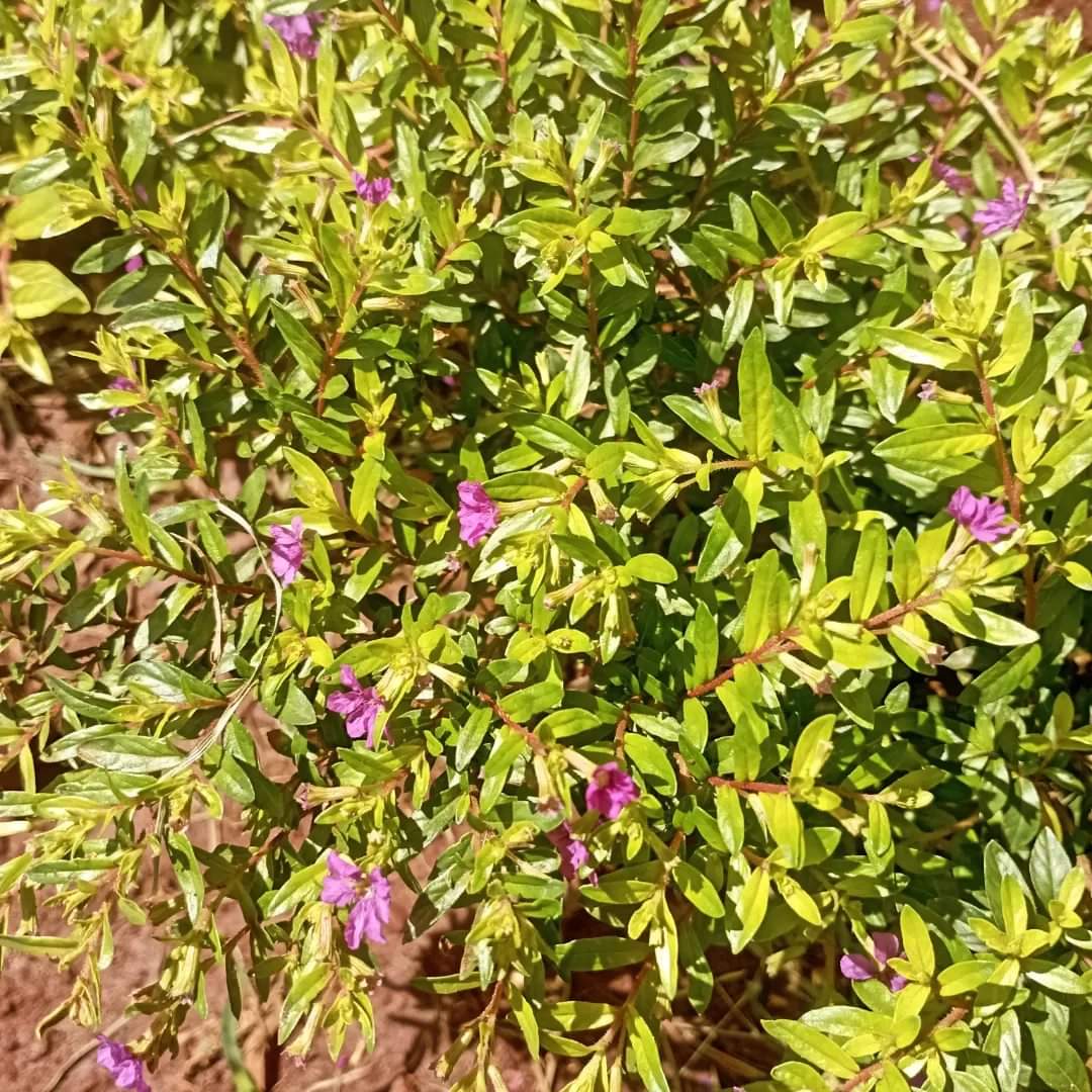 dikungo's tweet photo. A work in progress.

We need to see pictures of this garden in a year's time. https://t.co/z5E8dZP2Xs