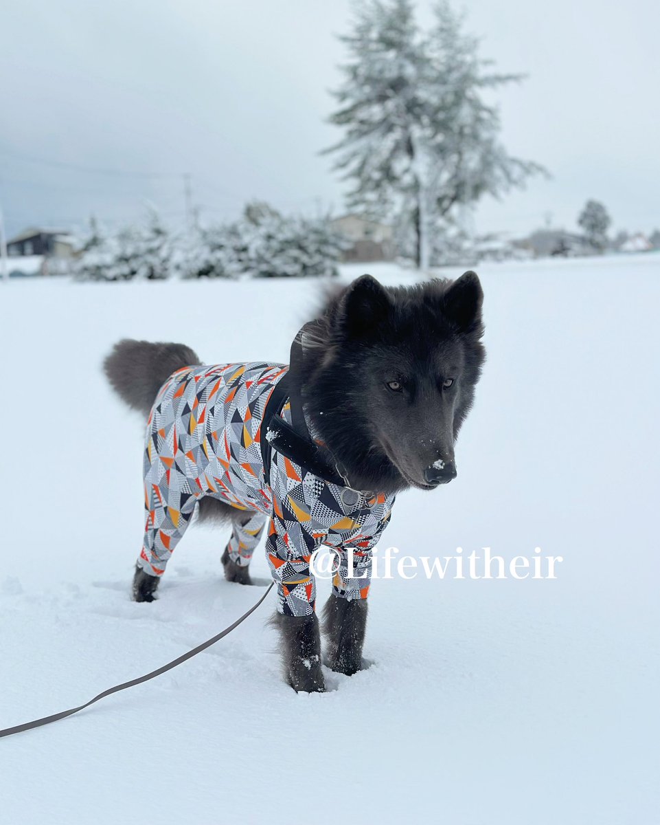 Lifewitheir's tweet photo. うちの子イケメンだわ...😂🫶
 #ウルフドッグ #Lowコンテンツ
  #wolfdog  #Bluewolfdog https://t.co/0AS5y8l35g