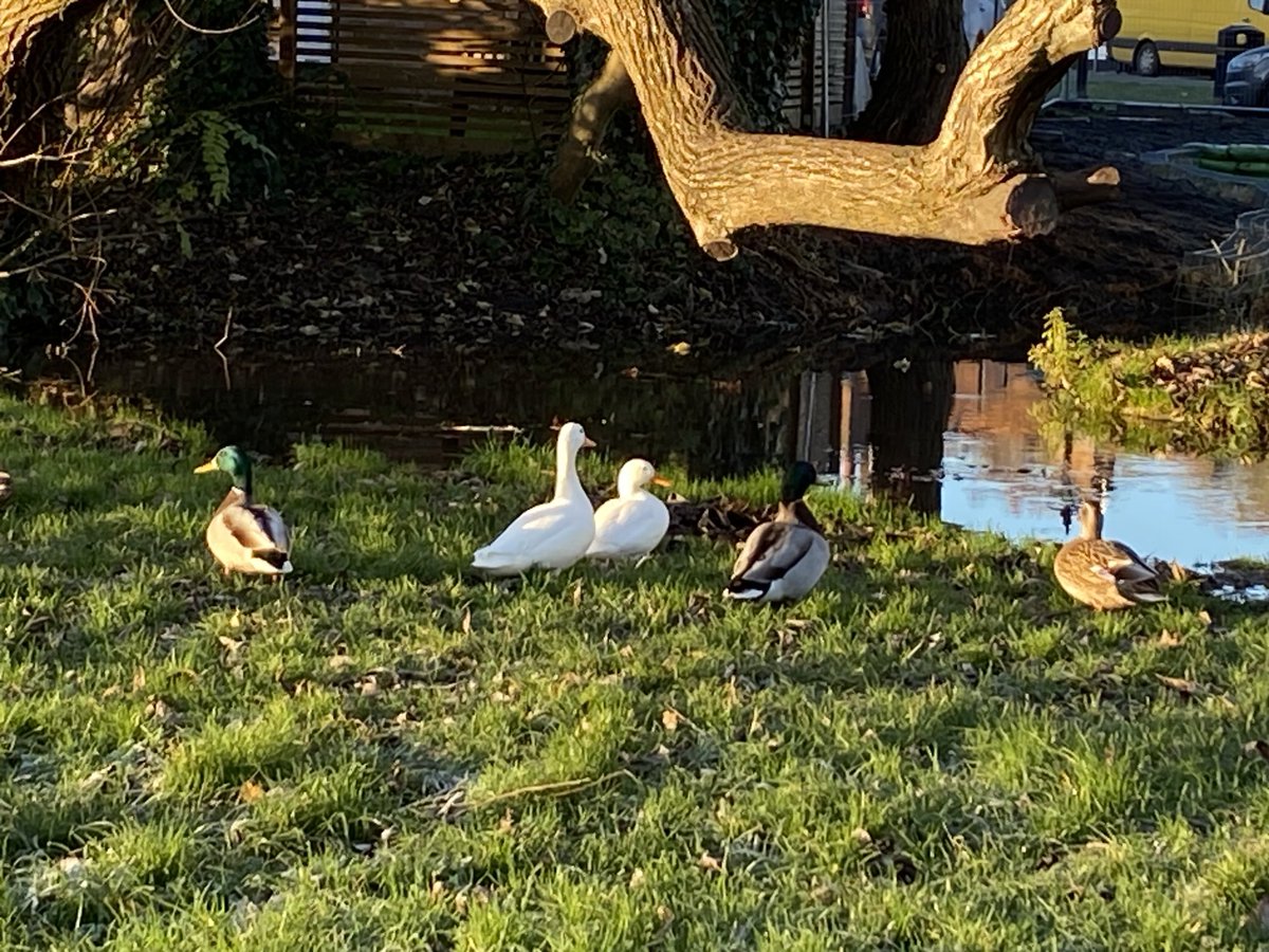 CSGGA's tweet image. They’re on their way home!