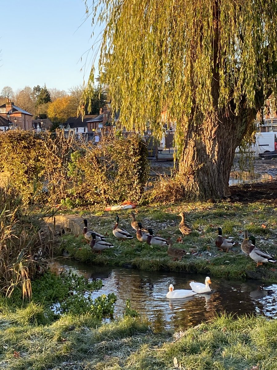 CSGGA's tweet image. They’re on their way home!